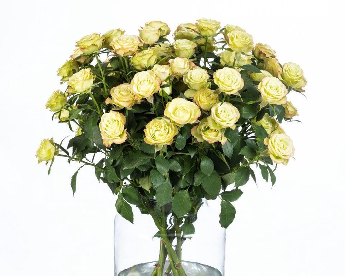 Rosa TR 'Limousine' BRAAM