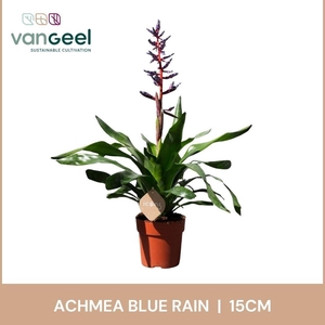 Aechmea  'Blue Rain'
