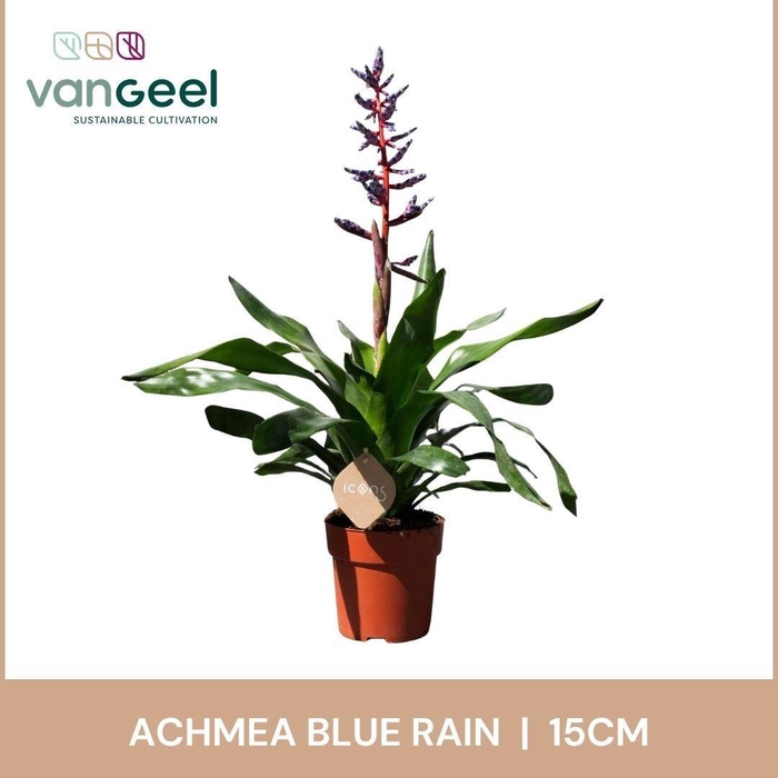 <h4>Aechmea 'Blue Rain'</h4>