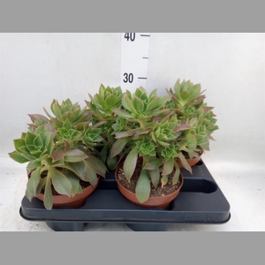 Aeonium   ...