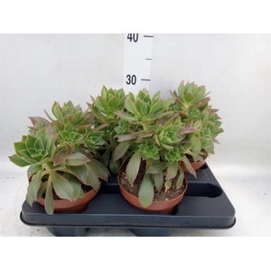 Aeonium   ...