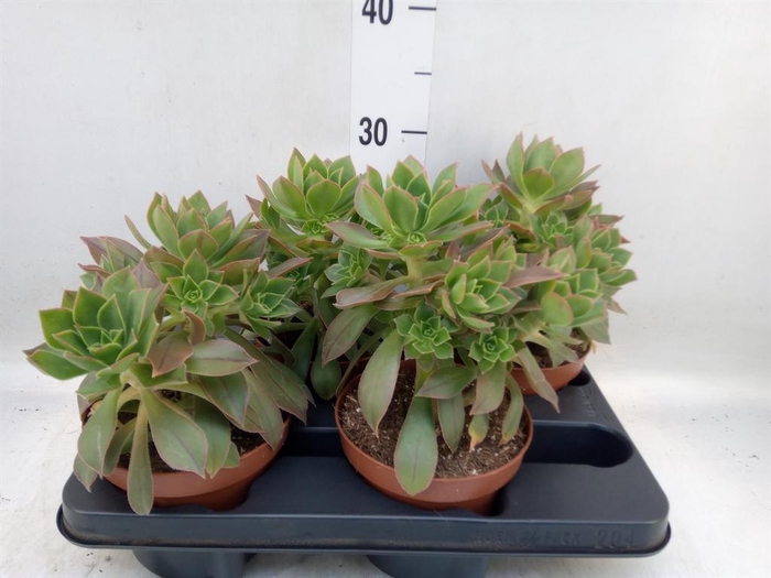 <h4>Aeonium   ...</h4>