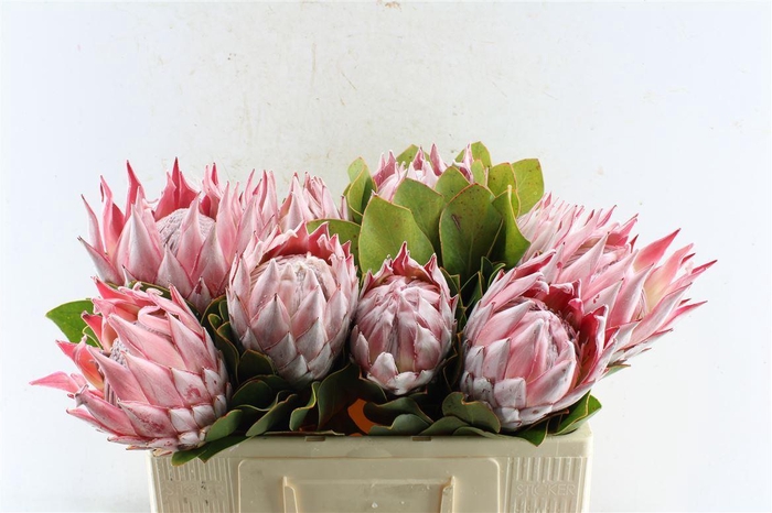<h4>Protea Cynaroides</h4>