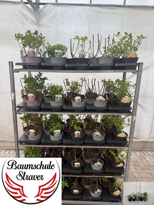 <h4>HYDR PANICULATA</h4>