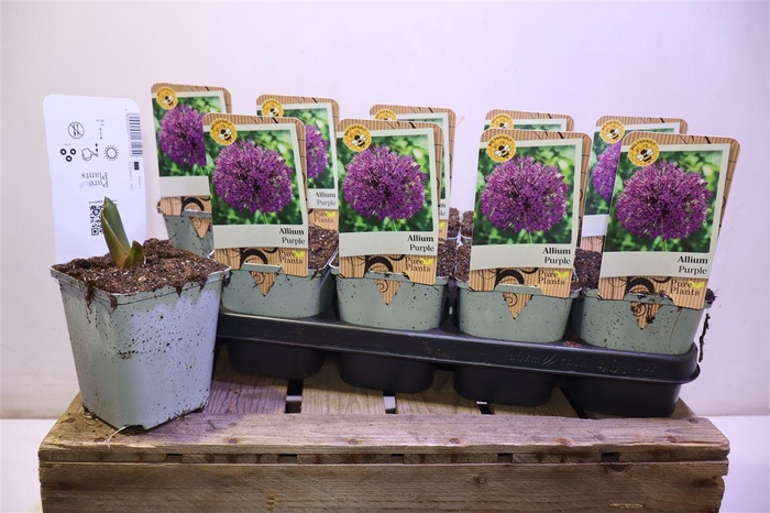 <h4>arr8 Alli Ov Purple</h4>