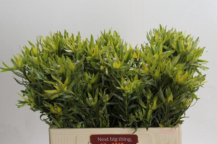 <h4>Leucadendron Pisa Spray</h4>