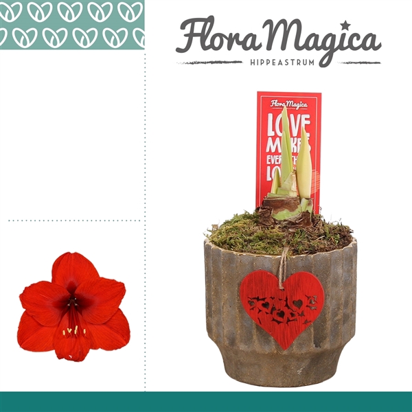 <h4>Hippeastrum Rood 2 Knop in Ompot Jane LOVE</h4>