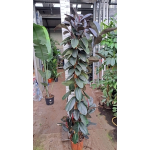 Ficus Elastica Abidjan