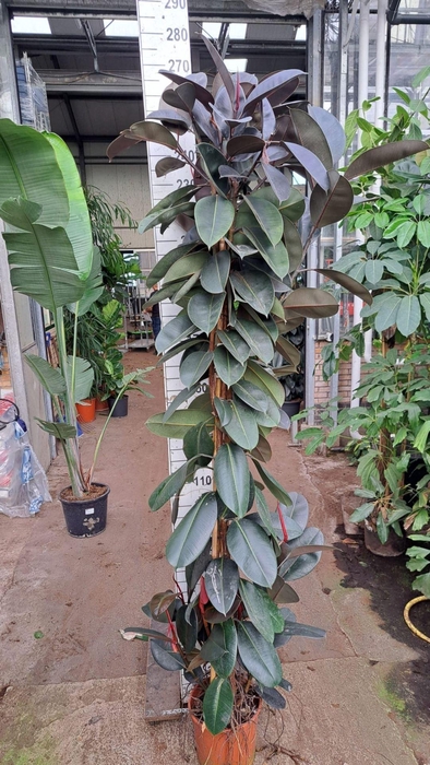 <h4>Ficus Elastica Abidjan</h4>