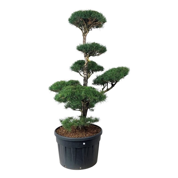 <h4>Pinus sylvestris</h4>