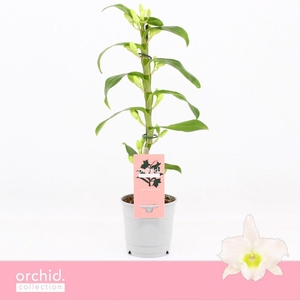 Dendrobium Nobilé, Apollon 1-spike Compact 'Orchid Collection'