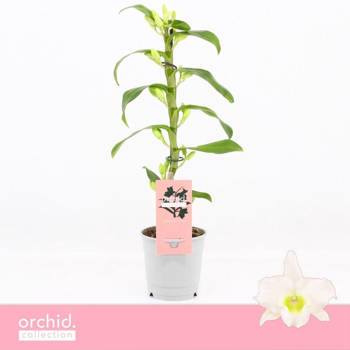 <h4>Dendrobium Nobilé, Apollon 1-spike Compact 'Orchid Collection'</h4>