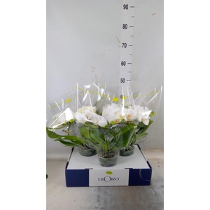 Phalaenopsis   ...white