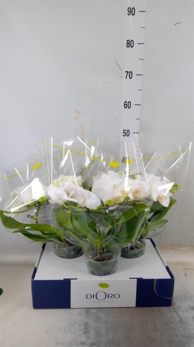 <h4>Phalaenopsis ...white</h4>