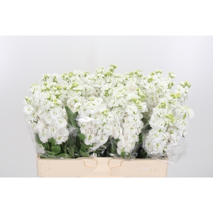 Matth Stx White