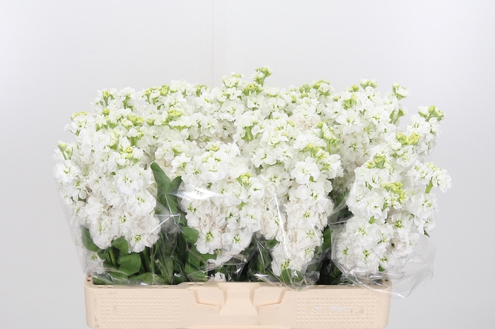 <h4>Matth Stx White</h4>