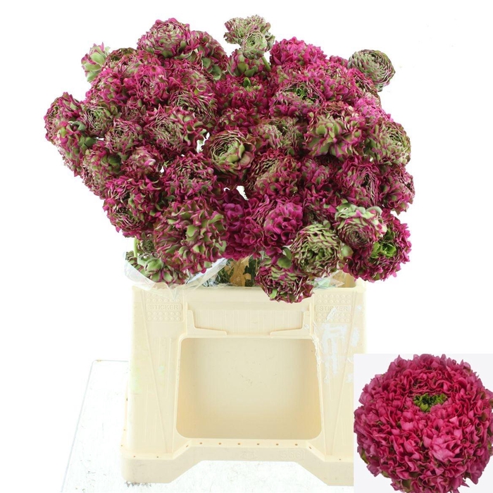 <h4>RAN PON PON ALADDIN</h4>