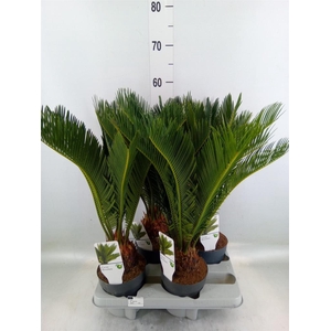 Cycas revoluta