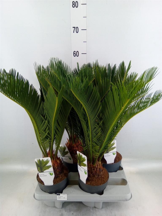 <h4>Cycas revoluta</h4>