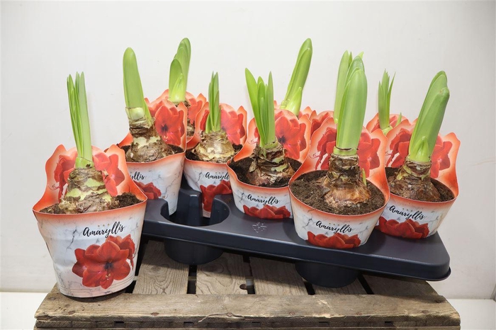 <h4>Hipp Ov Oranje Rood</h4>