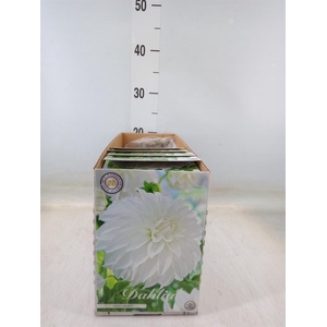 Dahlia   ...flowerbulbs