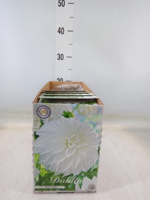 <h4>Dahlia   ...flowerbulbs</h4>