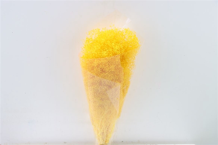 Pres Gyps Mini L Yellow Bunch