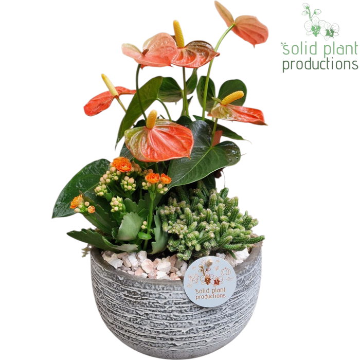 <h4>AT051 Dakota Small Orange Anthurium</h4>