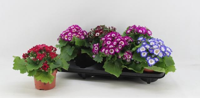 <h4>Peri C Venez Gem</h4>