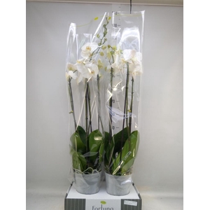 Phalaenopsis ...white