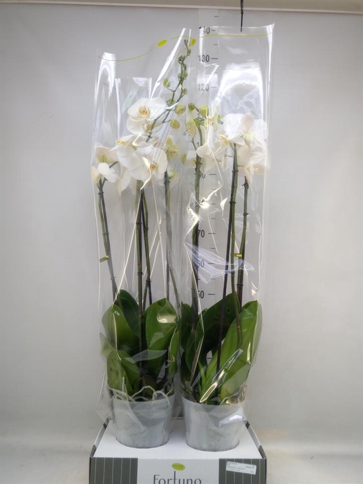 <h4>Phalaenopsis ...white</h4>