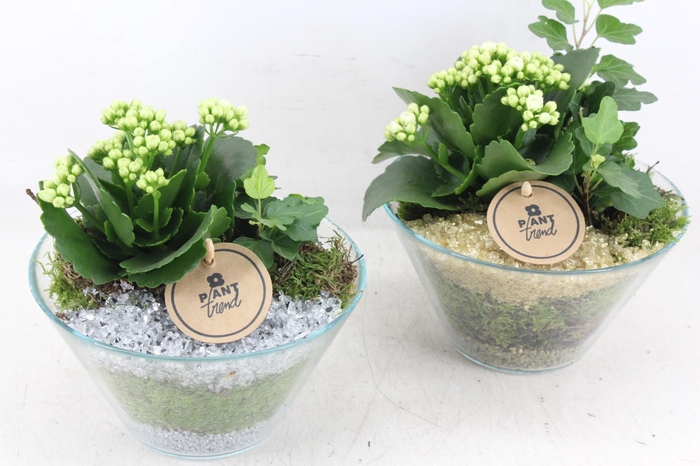 <h4>arr2 PL - Glas schaaltje - goud/zilver</h4>