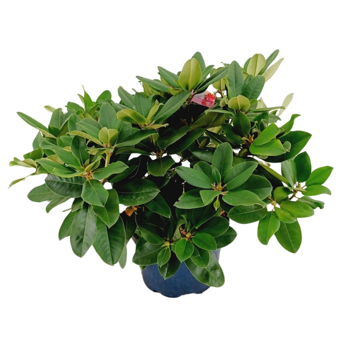 <h4>Rhododendron 70-80 /15 liter 'Germania'</h4>