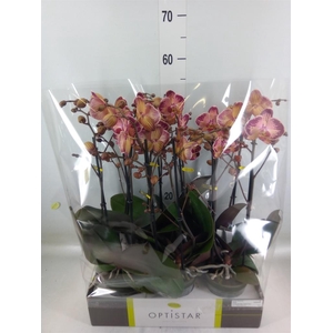 Phalaenopsis   ...red