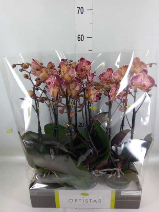 <h4>Phalaenopsis   ...red</h4>