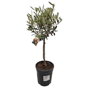 OLEA EUROPAEA