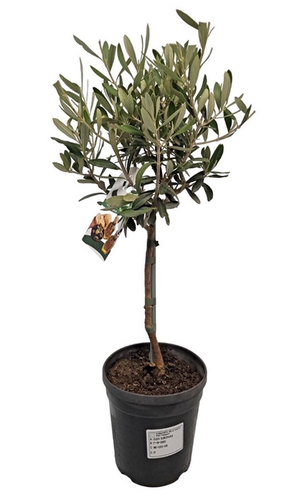 <h4>OLEA EUROPAEA</h4>
