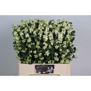 Symphoricarpos WB 'Mag Avalanche'