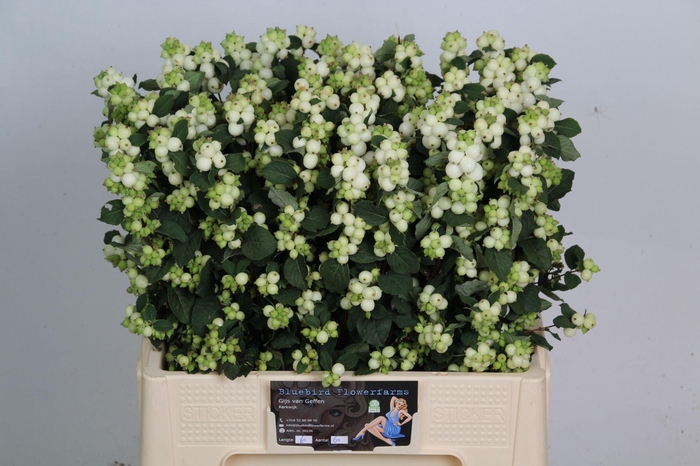 <h4>Symphoricarpos WB 'Mag Avalanche'</h4>