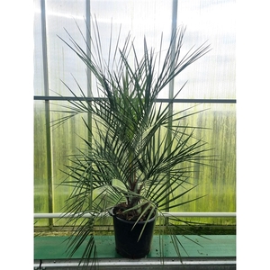 Butia capitata