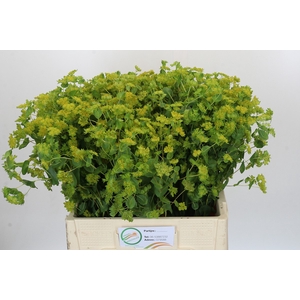 Bupleurum Griffithii