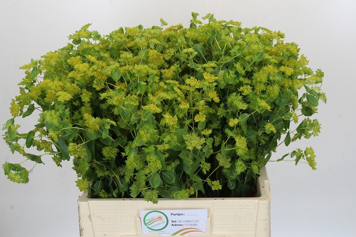 <h4>Bupleurum Griffithii</h4>