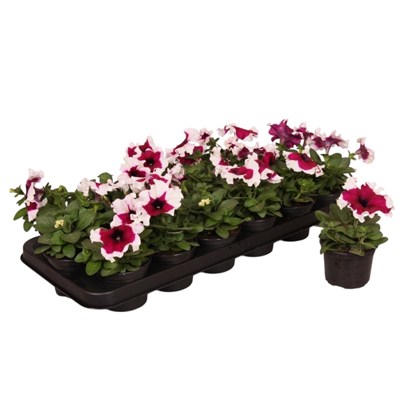 <h4>Petunia paars wit p9</h4>