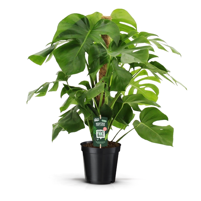 <h4>Monstera Pertusum 80mos</h4>