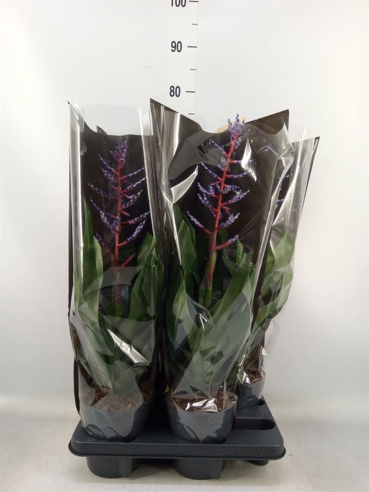 <h4>Aechmea  'Blue Rain'</h4>