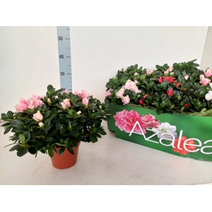 RHODO SI VOGEL GEM