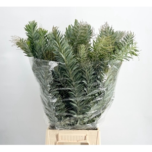 Mimosa Luna d Argento