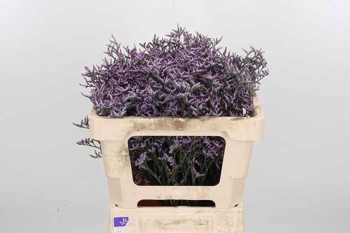 <h4>Lim Saf Lilac</h4>