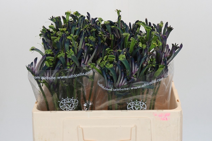Anigozanthos Celebrations Masquerade
