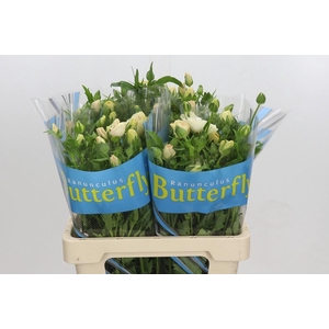 RANUNCULUS  'BUTTERFLY MELISSA'